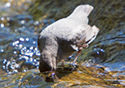 Cinclus mexicanus